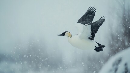 Wall Mural - A snow goose soars through a winter snowstorm.