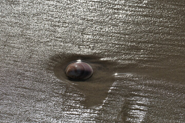 Wall Mural - A closeup shot of a sea shell in the sand under the sunlight. Sea shell on the beach.