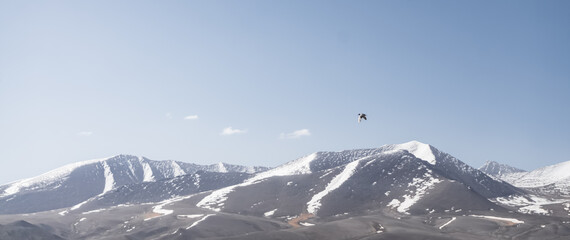 Wall Mural - Panorama of the mountain range in the Pamirs in Tajikistan with snow and glaciers, a bird flying against the background of a rocky mountain range