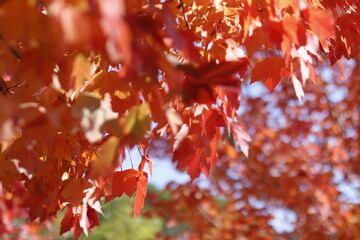 Wall Mural - Autumn leaves in an urban park