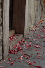 Wall Mural - Autumn leaves in an urban park