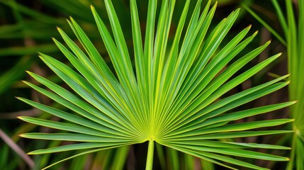 Wall Mural - Vibrant Green Palm Frond in Tropical Paradise