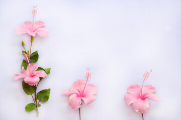 Wall Mural - pink flowers hibiscus local flora arrangement flat lay postcard style on background white