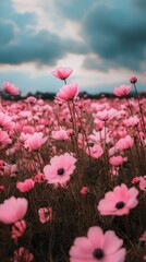 Poster - Vibrant pink flowers bloom in a vast field under a moody sky at dusk