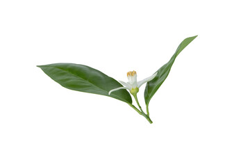 Wall Mural - orange tree blossom or neroli flower with leaves isolated transparent png.