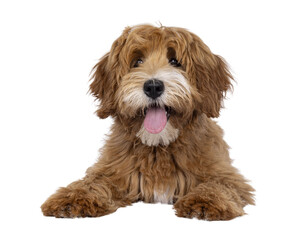 Wall Mural - Happy labradoodle dog puppy laying down facing front. Looking straight to camera with tongue out. Isolated cutout on a transparent background.