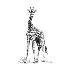  giraffe sketch- isolated vector images of wild animal