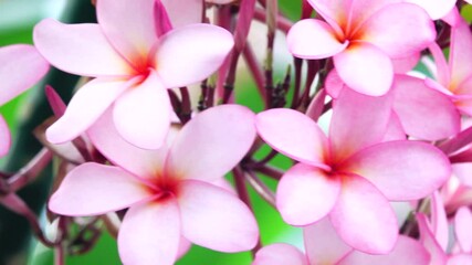 Wall Mural - 4K Beautiful Blossom Pink Plumeria Or Frangipani