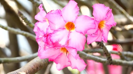 Wall Mural - 4K Beautiful Blossom Pink Plumeria Or Frangipani