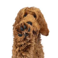 Poster - Head shot of adorable Labradoodle dog, paw high up doing high five. Isolated cutout on a transparent background.