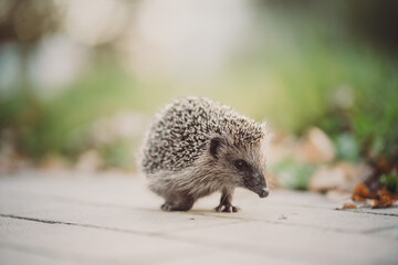 hedgehog on the ground , looking into , camera,