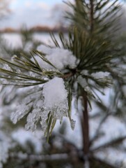 Wall Mural - the first snow on the pine branches. covered an evergreen tree with white snow in a natural area