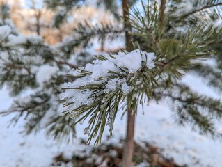 Wall Mural - the first snow on the pine branches. covered an evergreen tree with white snow in a natural area