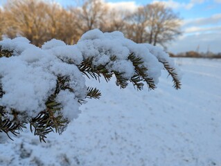Wall Mural - the first snow on the pine branches. covered an evergreen tree with white snow in a natural area