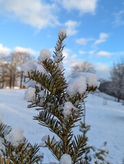 Wall Mural - the first snow on the pine branches. covered an evergreen tree with white snow in a natural area