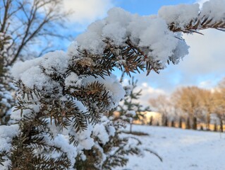 Wall Mural - the first snow on the pine branches. covered an evergreen tree with white snow in a natural area