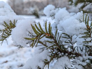 Wall Mural - the first snow on the pine branches. covered an evergreen tree with white snow in a natural area