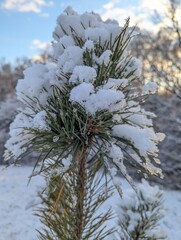 Wall Mural - the first snow on the pine branches. covered an evergreen tree with white snow in a natural area
