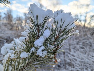 Wall Mural - the first snow on the pine branches. covered an evergreen tree with white snow in a natural area