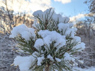 Wall Mural - the first snow on the pine branches. covered an evergreen tree with white snow in a natural area