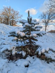 Wall Mural - the first snow on the pine branches. covered an evergreen tree with white snow in a natural area