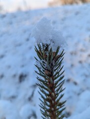 Wall Mural - the first snow on the pine branches. covered an evergreen tree with white snow in a natural area