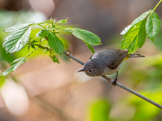 Wall Mural - Virginia's Warbler