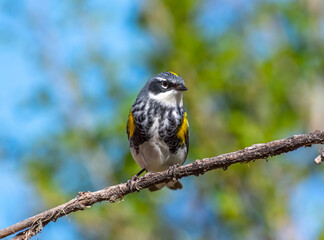 Wall Mural - Male Yellow-rumped Warbler