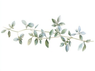 Wall Mural - A sprig of thyme with green leaves