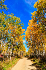 Wall Mural - a road with trees on either side and a blue sky above