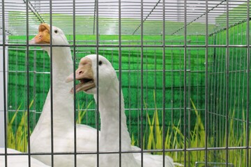 two white geese in a wire cage with a green background. close-up of two geese in a cage. a pair of w