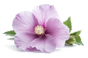 Wall Mural - close-up of a light purple hibiscus flower