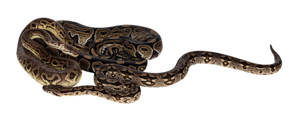 Leinwandbilder - 3 snakes; 2 Ball Python and a Boa, tangled up and living like friends. Isolated cutout on a transparent background.