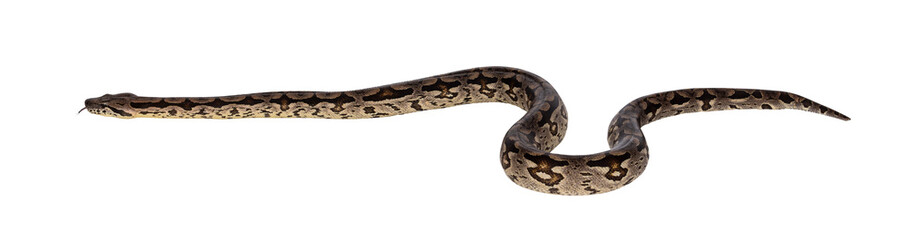 Leinwandbilder - Full body shot of a Boa snake in movement. Isolated cutout on a transparent background.