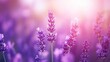 © Nuttaya Nampai - Rows of lavender in a fragrant summer field, their purple hues and fresh blooms creating a calming natural banner.