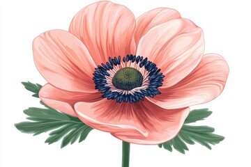 Wall Mural - Anemone flower illustration with pink petals and a dark blue center