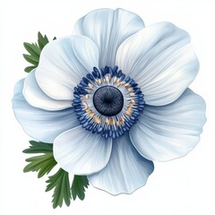 Wall Mural - Anemone flower isolated on white