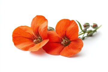 Wall Mural - two vibrant orange flowers isolated on white