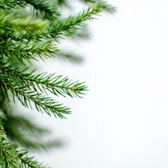 Wall Mural - Green pine branches on a white background