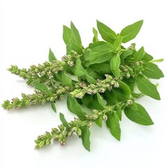 Wall Mural - fresh sprigs of blooming basil on white background