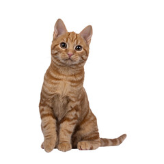 Aufkleber - Adorable red European Shorthair cat kitten, sitting up facing front. Looking straight towards camera. Isolated cutout on a transparent background.