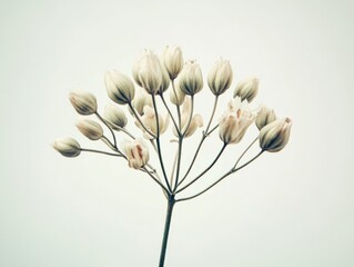 Wall Mural - plant with multiple buds on a light background