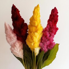 Wall Mural - four colorful celosia flowers against a white background