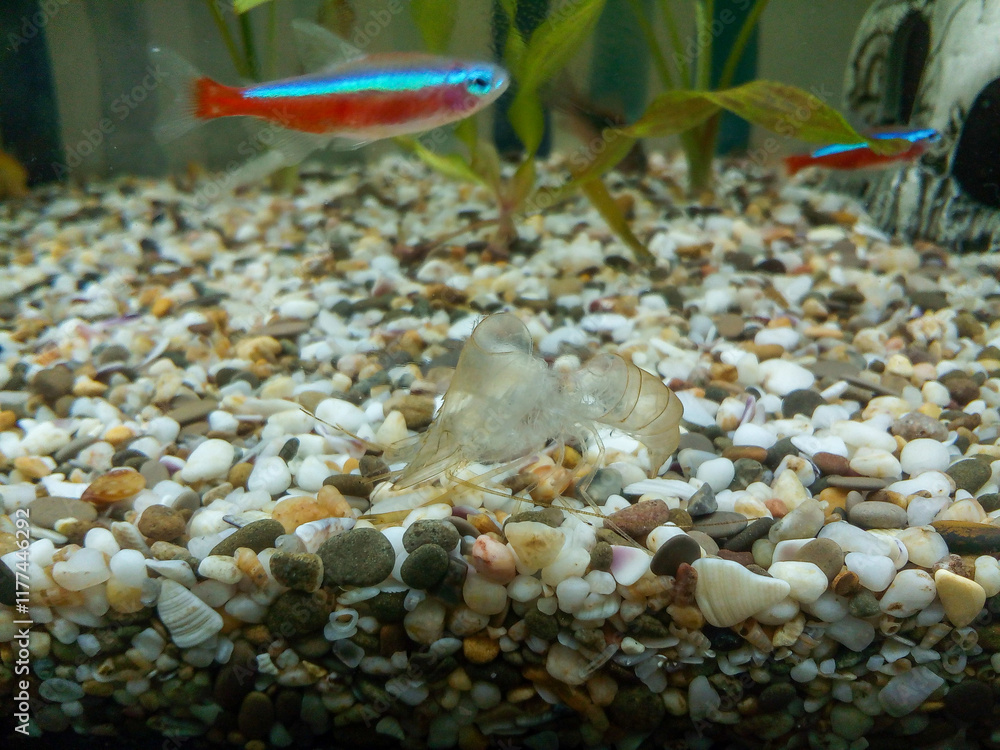 Visual Reference: Freshwater Aquarium With Neon Tetra Fish Swimming Near Ghost Shrimp