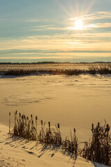 Wall Mural - a field of tall grasses with a sun shining on it