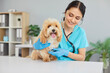 © Studio Romantic - Veterinarian doctor or nurse conducts a medical checkup on a dog in a vet clinic using a stethoscope. The healthcare professional ensures the pet health and well-being through thorough examination.