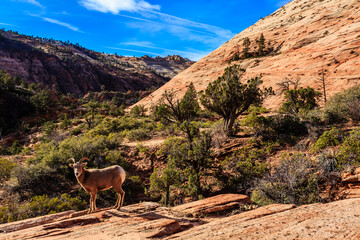 A goat is standing in a rocky area with trees in the background