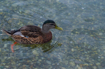 duck on the water