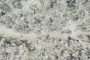 Wall Mural - winter road in snow covered forest, aerial view. estonia.