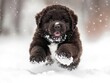 © The 2R Artificiality - Newfoundland puppy joyfully playing in white snow with falling snowflakes in soft focus background and ample blank space for text insertion
